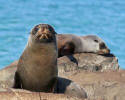 New Zealand Wildlife Odyssey