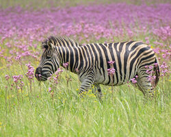 The Cape of Many Colours