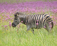 The Cape of Many Colours