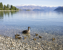 South Island Discovery