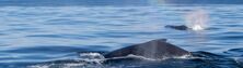 Whale Coast