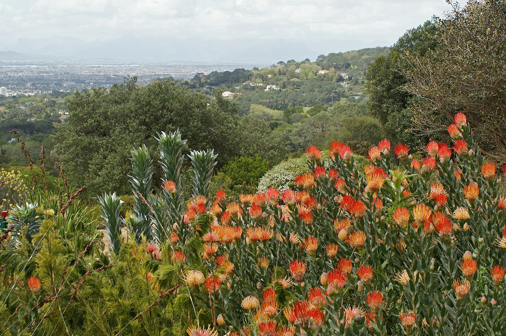 Floraregio van de Kaap