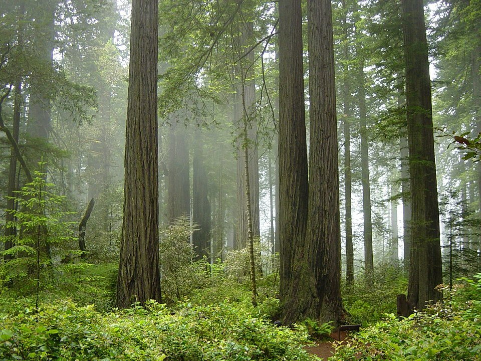 Coast Redwood forest