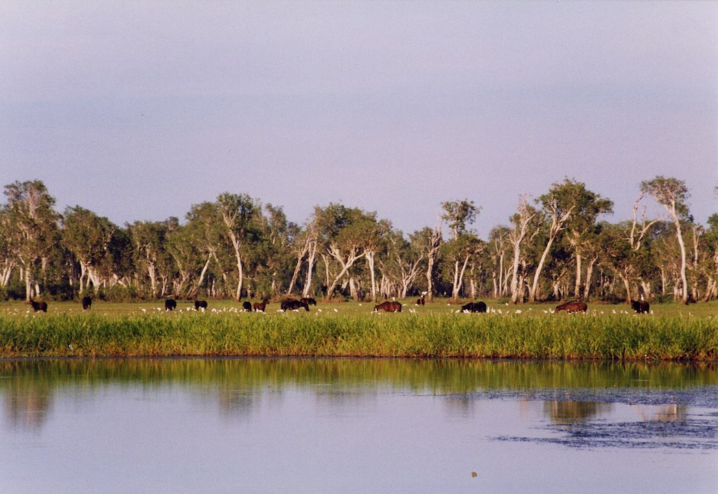 Yellow Water Billabong