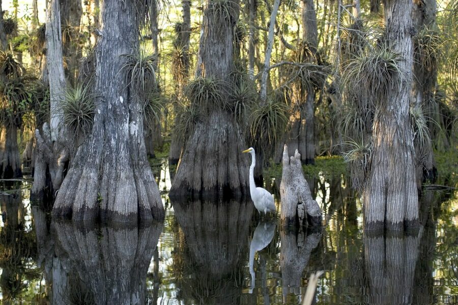 Great Egret hunts among bald cypress trees