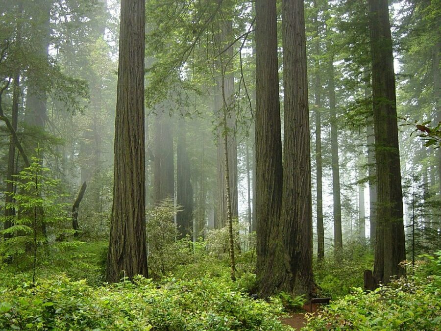 Coast Redwood forest
