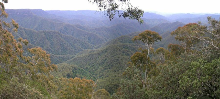 Gondwana Rainforests of Australia